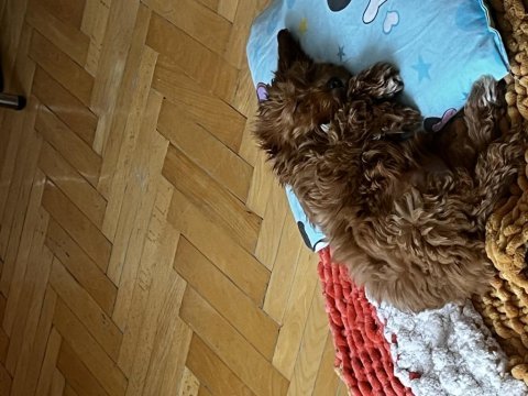 Acil satılık 2.5 aylık maltipoo erkek köpeğimiz