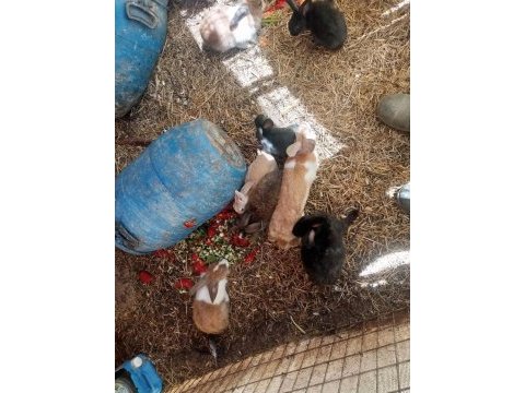 Sağlıklı tavşanlar