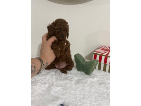 Poodle dişi erkek yavru