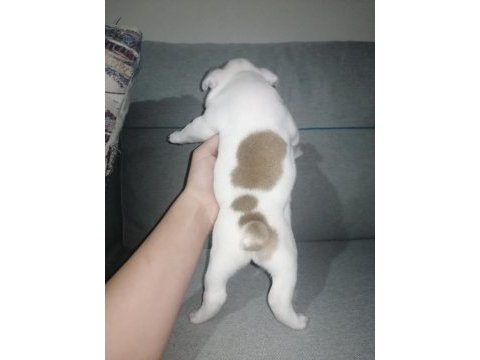 French bulldog