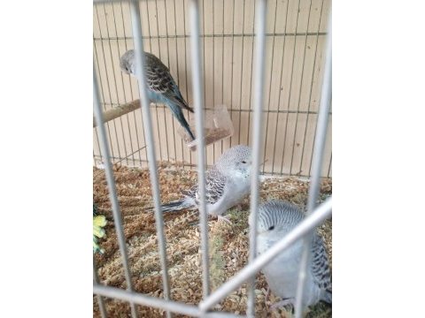 Muhabbet kuşu 40 günlük ve 2 aylık