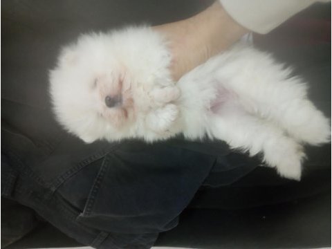 Süt beyaz tea cup pomeranian uyguna yavrular