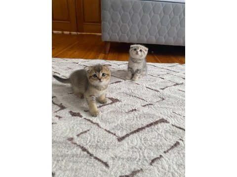 Scottish fold yavrularım yeni yuvasını arıyor