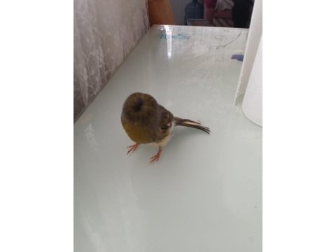 Sahibinden güzel sesli öten kanarya