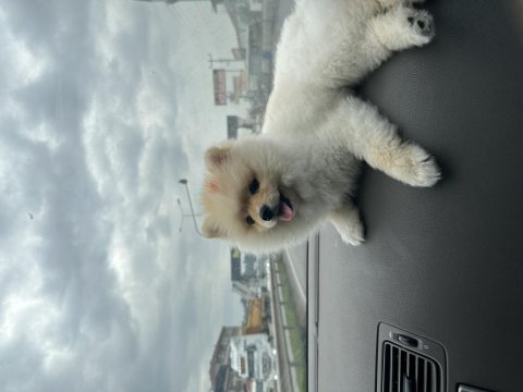 Pomeranian boo 10 aylık köpeğimiz