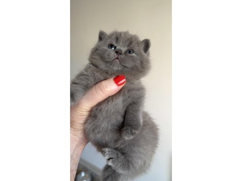 British shorthair prensesim