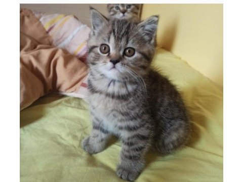 3 aylık dişi british shorthair