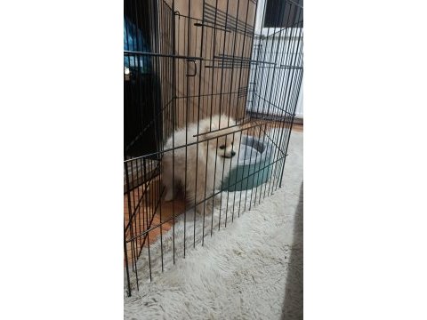 Pomeranian çikom acil verilecek