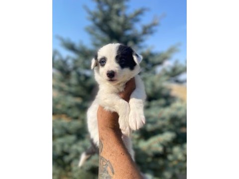 Petmode köpek çiftliğinden borde collie yavrular