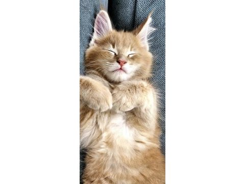 Maine coon yavru kedilerimiz