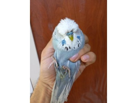 Show jumbo muhabbet kuşu