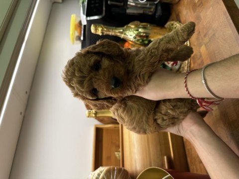 Harika red brown toy poodle