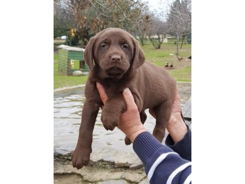 Üreticiden a plus kalite labrador yavrular