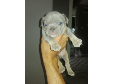 Egzotik dişi ve erkek french bulldog yavrularımız mevcut