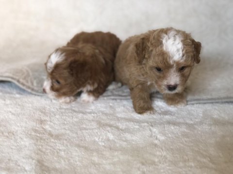 Maltipoo orjinal