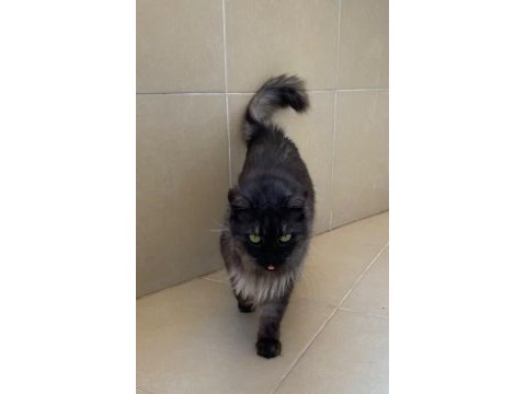 Maine coon çok uysal