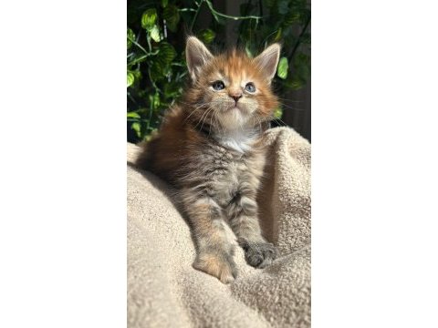 Sağlık ve ırk garantili minik maine coon devler
