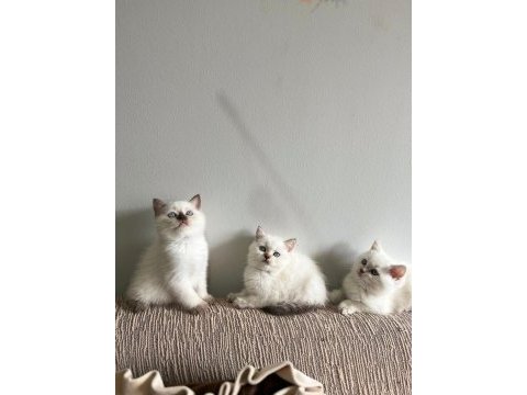 Ev üretimi bluepoint british shorthair bebeklerimiz