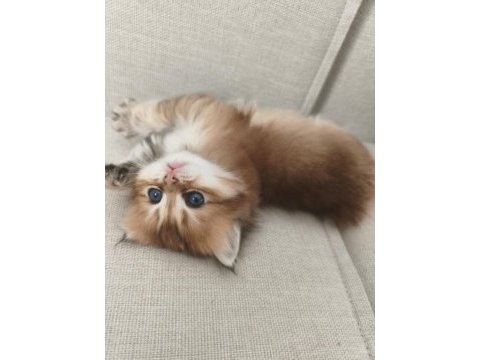 Dişi yavru chinchilla