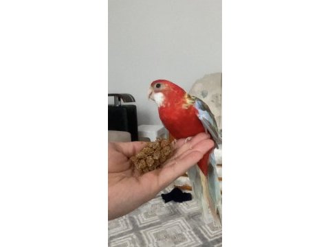 4 aylık kadar ateş rozzella papağanı