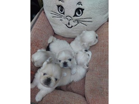 Yavru pekinez köpekler
