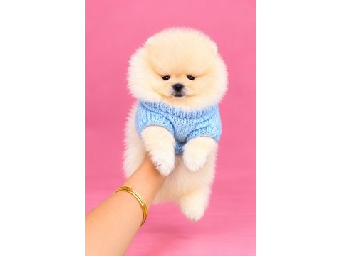 Orijinal ayı sürat pomeranian boo