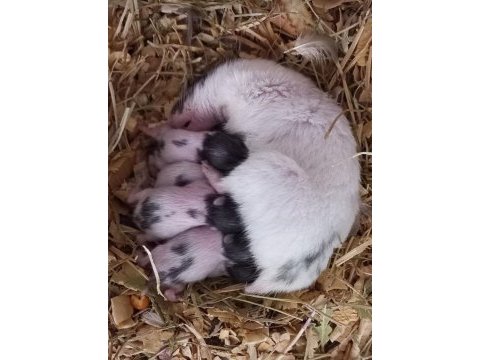 Rengarenk oyuncu suriye ırkı yavru hamsterlar