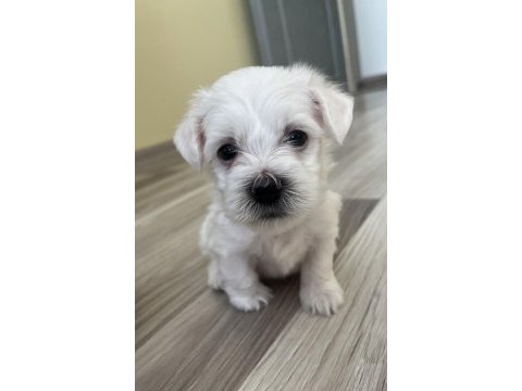 Aradığın dostun burada maltese terrier