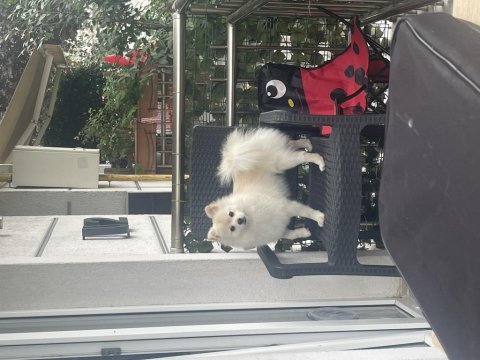 1,5 yaşında aşıları tam çipli pomeranian