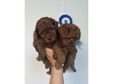 Bebek toy poodle