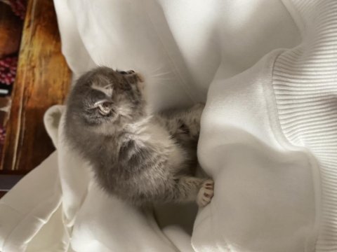 Veteriner hekim kontrolünde büyüyen scottish fold yavrular