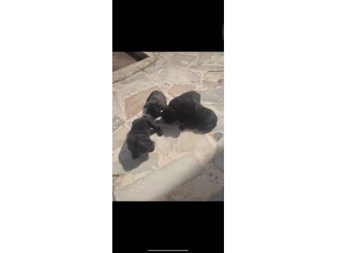 Köpeklerin sahiplerini bekliyoruz dişi erkek mevcut