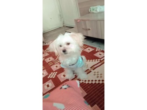 Terrier (maltese)