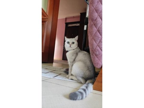 Yakışıklı british shorthair oğlumuza eş arıyoruz 10 aylık