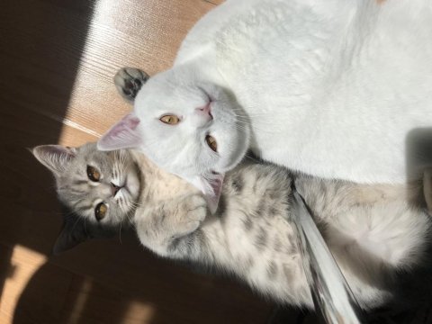 Sahibinden beyaz scottish fold