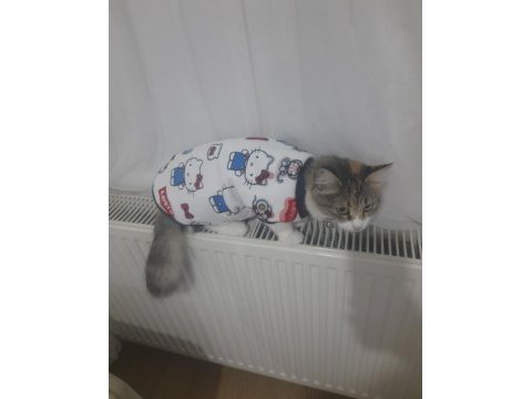 Sevimli sakin dişi kedime yuva arıyoruz
