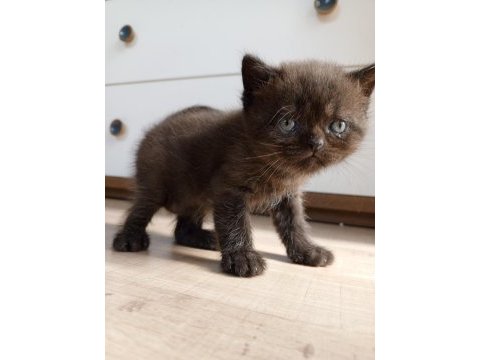 British shorthair bebekler