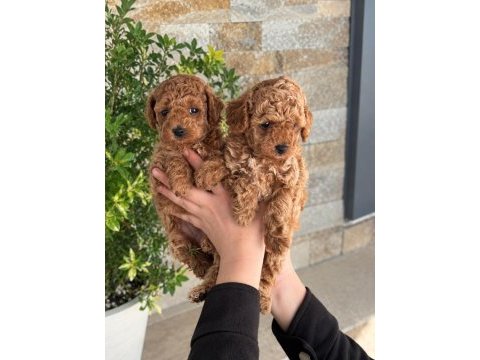 Irk ve sağlık garantili kore toy poodle yavrular