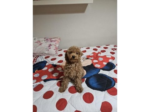 Köpeğimiz kuki sahiplendiriyoruz