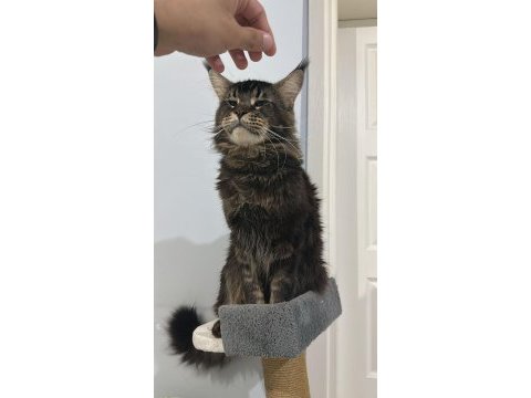 Şecereli çift maine coon
