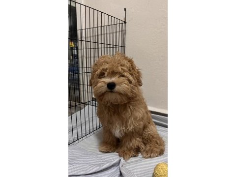 Maltipoo yavru