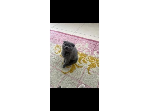 Yeni yuvalarına hazır yaramaz dişi kediler
