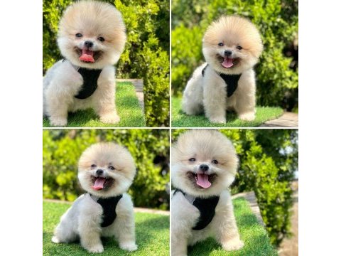 Show kalite pomeranian boo yavru köpekler
