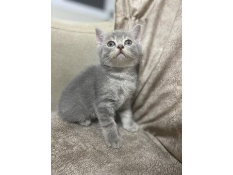 British shorthair silver