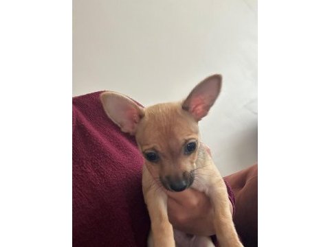 0 numara minyatür pinscher