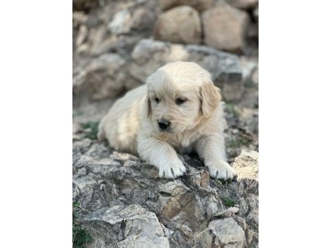 Orjinal saf kan golden retriever bebeklerimiz