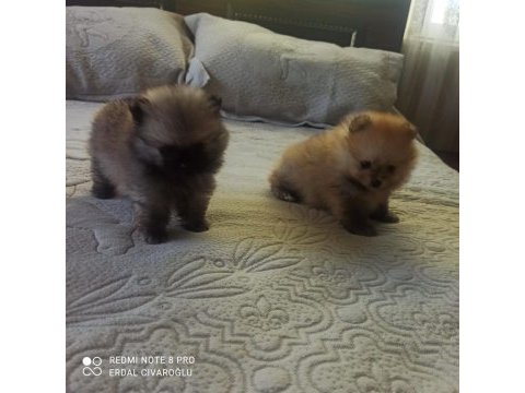 Ev üretimi pomeranian boo