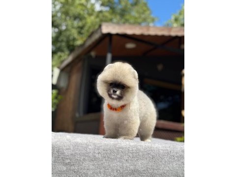 Yavru pomeranian boo köpekler