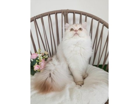 Safkan british longhair silver karşınızda