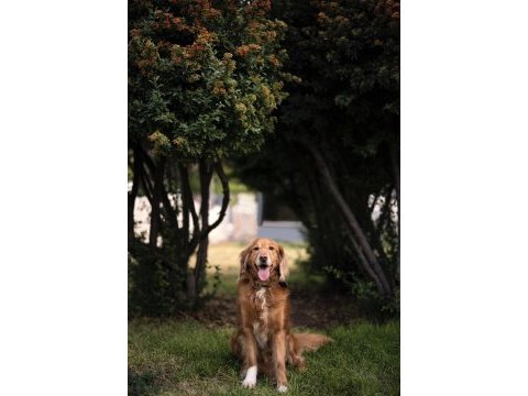 Güzel kalpli golden retriever odie